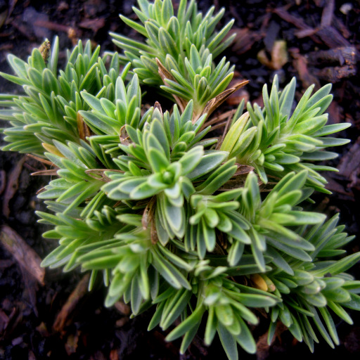 Dianthus subacaulis